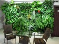 植物墻立體綠化施工 (25)